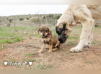 Jack, John und Jim suchen ab Januar ein Zuhause