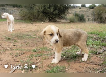 Juna, Julie, Joanna und Jill  suchen ab Dezember  ein Zuhause