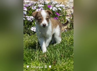 Soraya sucht  ein Zuhause