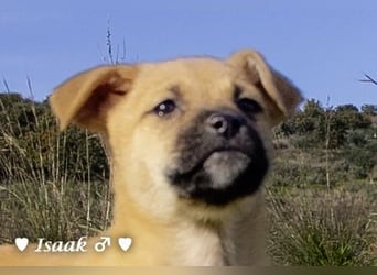 Inka und ihre Welpen suchen ein Zuhause