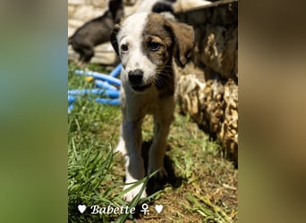 Bacardi, Biala, Babette und Bizou suchen ab August ihr Zuhause