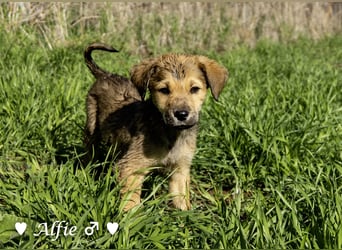 Alfie und seine Geschwister suchen ein Zuhause