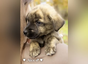 Sechs süße Welpen  suchen ein Zuhause