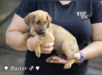 Bilko,  Buster und  Blacky  suchen ein Zuhause