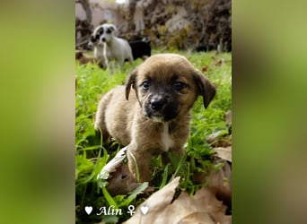 Sechs süße Welpen  suchen ein Zuhause