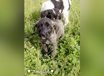 Winzling Amlet sucht noch ein Zuhause