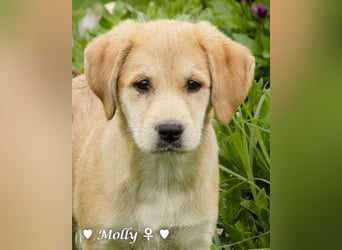 Polly (reserviert)  und Molly suchen ein Zuhause
