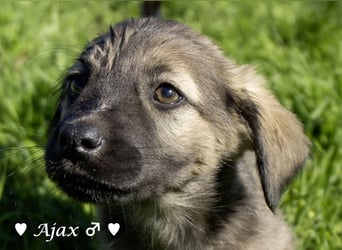 Alfie und seine Geschwister suchen ein Zuhause