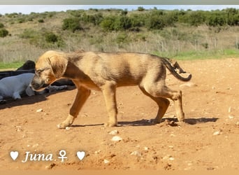 Update: Juna, Julie, Joanna und Jill  suchen ab Dezember  ein Zuhause