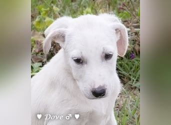 Nur Dove  sucht  noch ihre Familie ab Oktober
