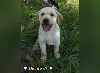 Devito, Casper, Lily und Dove  suchen ihre Familie ab Oktober