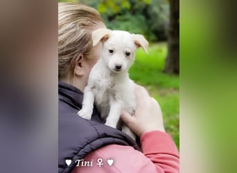 Tinkerbell und ihre Welpen   suchen ab Januar ein Zuhause