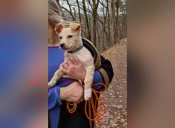 Kleiner Willie in der Südpfalz zu besuchen
