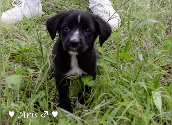 Sechs süße Welpen  suchen ein Zuhause