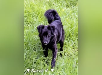 Raven sucht ab Januar ein Zuhause