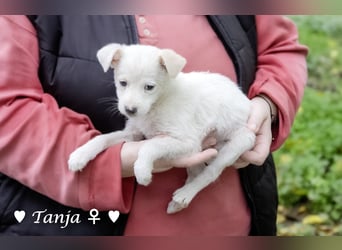 Die Winzlinge Tilly, Tilda und Tanja suchen ab Januar ein Zuhause