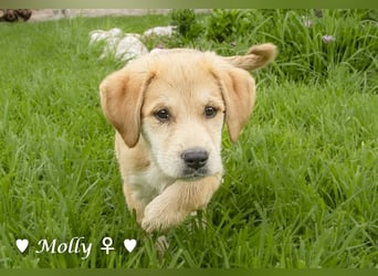 Polly und Molly suchen ein Zuhause