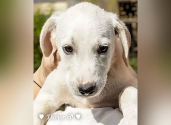 Nur Dove  sucht  noch ihre Familie ab Oktober