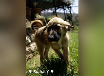 Bacardi, Biala, Babette und Bizou suchen ab August ihr Zuhause