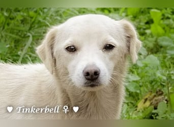 Tinkerbell und ihre Welpen   suchen ab Januar ein Zuhause