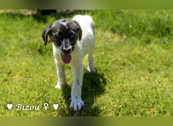 Bacardi, Biala, Babette und Bizou suchen ab August ihr Zuhause