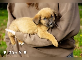 Sechs süße Welpen  suchen ein Zuhause