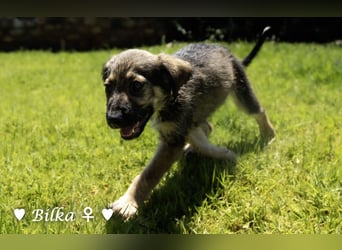 Baci, Bado und Bilka suchen ab 1.8. ein Zuhause