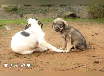 Jack, John und Jim suchen ab Januar ein Zuhause
