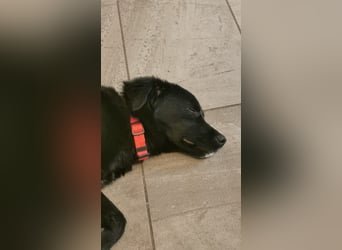 Raven, nun Rudi, in der Südpfalz zu besuchen