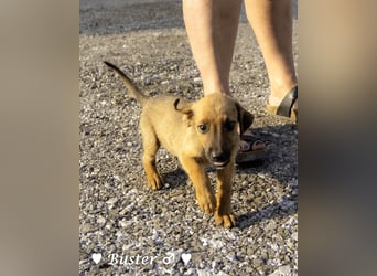 Buster sucht ein Zuhause
