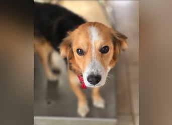 Balou – kleiner Kokoni-Mix mit klaren Wünschen 