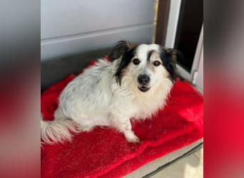 Kurt – freundlicher und verschmuster Kokoni Mischling