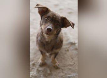Sancho - unkomplizierter kleiner Begleiter