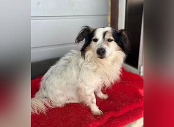 Kurt – freundlicher und verschmuster Kokoni Mischling