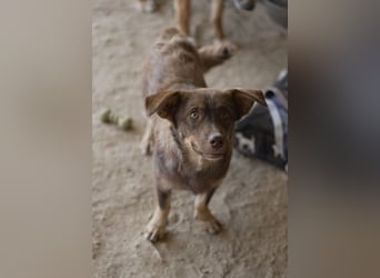 Sancho - unkomplizierter kleiner Begleiter