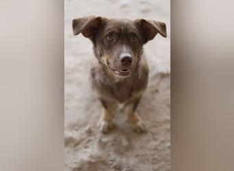 Sancho - unkomplizierter kleiner Begleiter