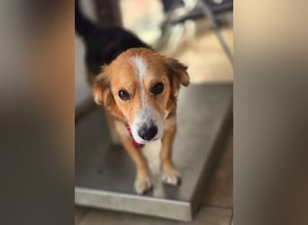 Balou – kleiner Kokoni-Mix mit klaren Wünschen 