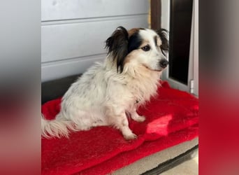 Kurt – freundlicher und verschmuster Kokoni Mischling