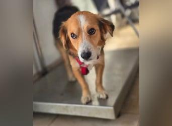 Balou – kleiner Kokoni-Mix mit klaren Wünschen 