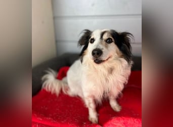 Kurt – freundlicher und verschmuster Kokoni Mischling