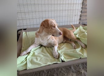 Enrique – kleiner Kuschelbär sucht Zuhause 