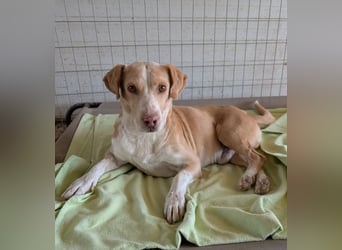 Enrique – kleiner Kuschelbär sucht Zuhause 
