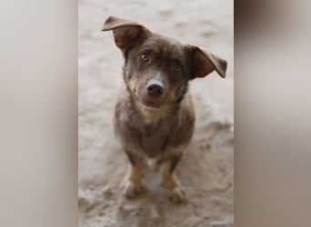 Sancho - unkomplizierter kleiner Begleiter