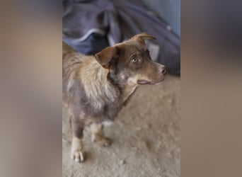 Sancho - unkomplizierter kleiner Begleiter