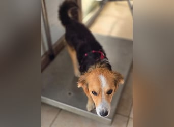 Balou – kleiner Kokoni-Mix mit klaren Wünschen 