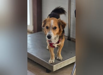 Balou – kleiner Kokoni-Mix mit klaren Wünschen 