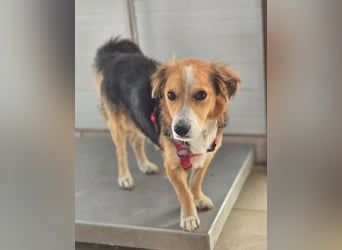 Balou – kleiner Kokoni-Mix mit klaren Wünschen 