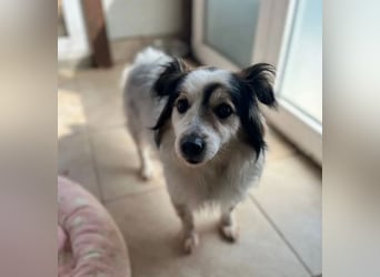 Kurt – freundlicher und verschmuster Kokoni Mischling