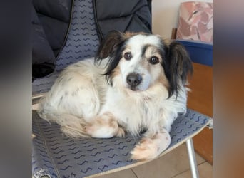 Kurt – freundlicher und verschmuster Kokoni Mischling