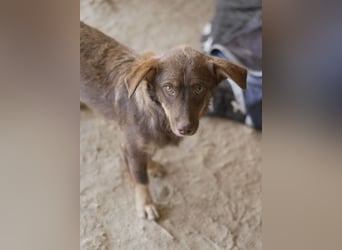Sancho - unkomplizierter kleiner Begleiter